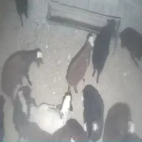 بره نر گوسفند بره