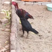 دوعدد مرغ بایک خوروس