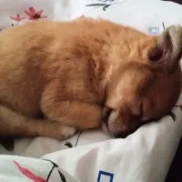 سگ پاکوتاه 5 ماهه،ماده