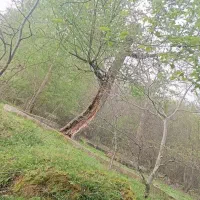 کارگر ساده آمل