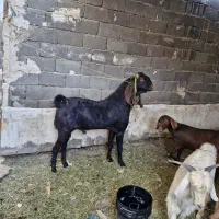 بز نر پاکستانی|حیوانات مزرعه|کهریزک, |دیوار