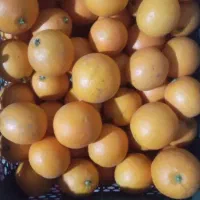 پرتقال|خوردنی و آشامیدنی|فومن, |دیوار