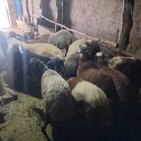 بره  سوپر گوشت