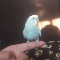 مرغ عشق اسپانگل|پرنده|اسفراین, |دیوار