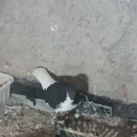 کبوتر|پرنده|شیروان (خراسان), |دیوار