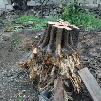 ریشه تنه درخت زیتون