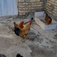 خروس|حیوانات مزرعه|نهاوند, |دیوار