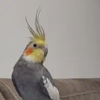 عروس هلندی دستی