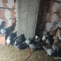 کبوتر|حیوانات|گرگان, |دیوار