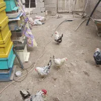 مرغ و خروس گلین