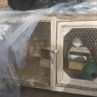 قفس پرنده عالی