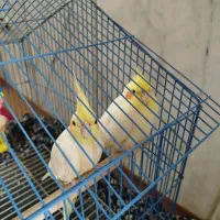 فروش عروس هلندی|پرنده|کلاله, |دیوار