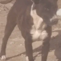 سگ پیتبول|سگ|قزوین, |دیوار