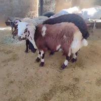 دام کالای مغان در تهران