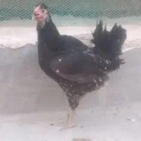 پرنده