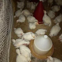 جوجه گوشتی راس ۱۰روزه واکسن خورده تضمینی مرغداری|حیوانات مزرعه|فرمهین, |دیوار