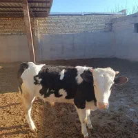 گوساله سیمینتال