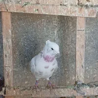 کبوتر پرشی|پرنده|محمدشهر, محمدشهر|دیوار