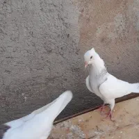 کبوتر‌کلفه|پرنده|اردبیل, |دیوار
