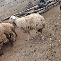 گوسفند زنده|حیوانات مزرعه|هریس, |دیوار