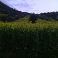 زمین کشاورزی روستای مرزبن قابل معاوضه آپارتمان