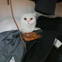 گربه اسکاتیش. سفید ماده فروشی