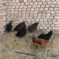 مرغ خونگی تخم گذار