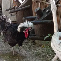 خروس لهستانی