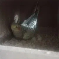 یه جفت عروس|پرنده|گرگان, |دیوار