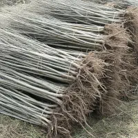 خرید مستقیم نهال سپیدار از نهالستان معتبر|گل و گیاه طبیعی|آذرشهر, |دیوار