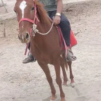 اسب ماده آرام مخصوص سوار کاری|اسب و تجهیزات اسبسواری|شمیل, |دیوار