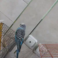 دوجفت مرغ عشق بالغ تخم گذار|پرنده|لنجان, |دیوار