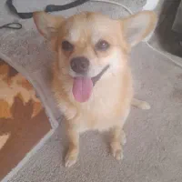 واگذاری سگ خونگی