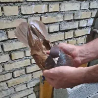 ماده صرب درجه یک|پرنده|شادگان, |دیوار