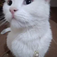 آناگورا سفید اجتماعی|گربه|ارومیه, |دیوار