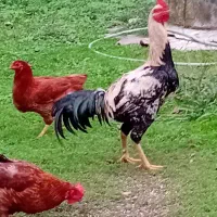 خروس لاری و محلی|حیوانات مزرعه|طاهرگوراب, |دیوار