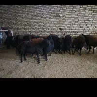 گوسفد قزل افشاری ۲۵عدد