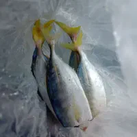 ماهی تازه هندیجان|ماهی|امیدیه, |دیوار