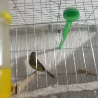 سه تا نر قناری|پرنده|نوبندگان, |دیوار