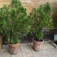 درخت کاج|گل و گیاه طبیعی|شیراز, شهرک گلستان شمالی|دیوار