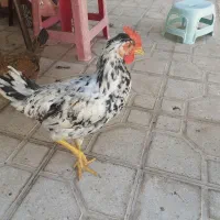 فروش سه عدد خروس گلین زیبا جوان اذان گو|حیوانات مزرعه|شیراز, شهرک گلستان|دیوار
