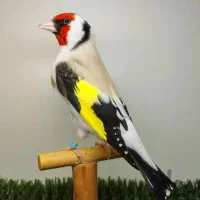 باسلام خدمت عشق باران گرامی سهره فروشی