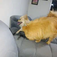 گم شده|حیوانات|بندرعباس, |دیوار