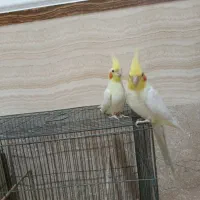 عروس هلندی|پرنده|چهاربرج, |دیوار