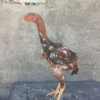 خوروس لاری نسل دار