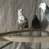 کبوتررنگی سینه دم قهوای طوقی پرشی|پرنده|کرج, حصارک بالا|دیوار