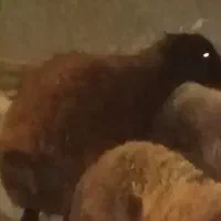 گوشت بره مردار شده برای سگ