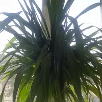 گلدان بزرگ تزیینی