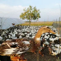 فروش اردک با تغذیه در شالیزار|حیوانات مزرعه|بهنمیر, |دیوار