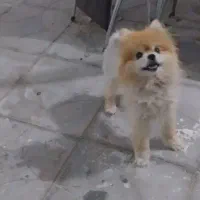 سگ پامر|سگ|فامنین, |دیوار